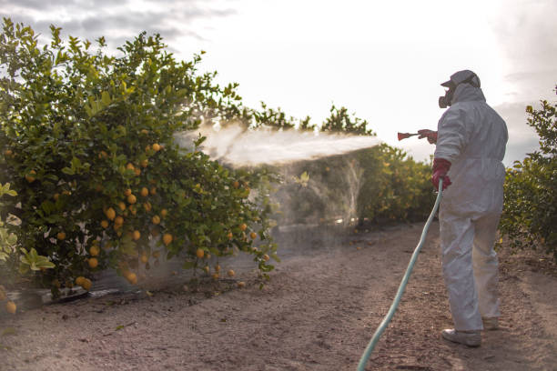 Best Pest Removal Services  in Craig, AK