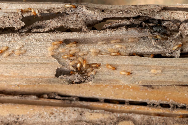 Best Spider Control Near Me  in Craig, AK